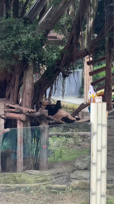 Vertical Medium-Wide Shot of Giant Panda Resting on Wooden Wooden Platform in Stock-Footage 345350316