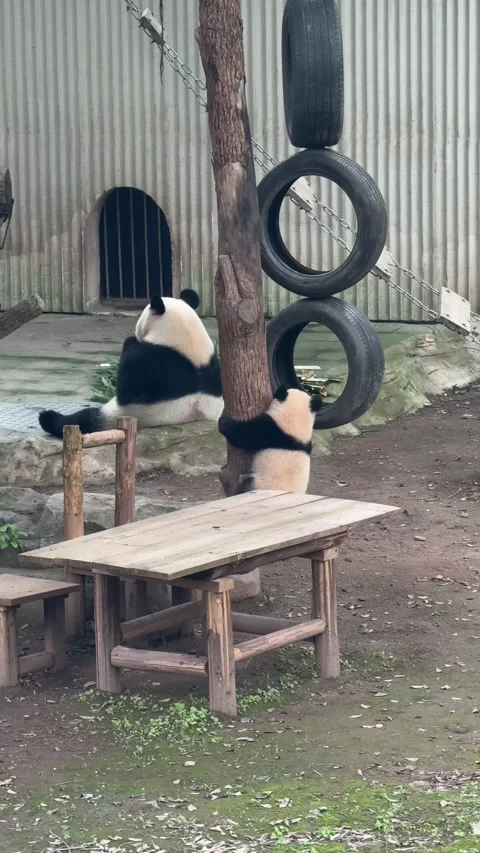 Vertical Medium-Wide Shot of Mother Giant Panda and Cub Playing Near Wooden Stock-Footage 345348751