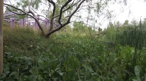 Vertical Mesquite Tree Shot over Marshy Grass Area Springs Preserve Stock Footage 40006779