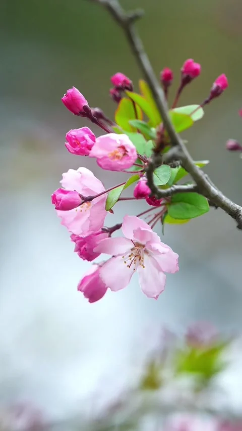 Vertical Micro Close-up of Dewdrops on Three Pink Peach Blossoms Stock Footage 331482909
