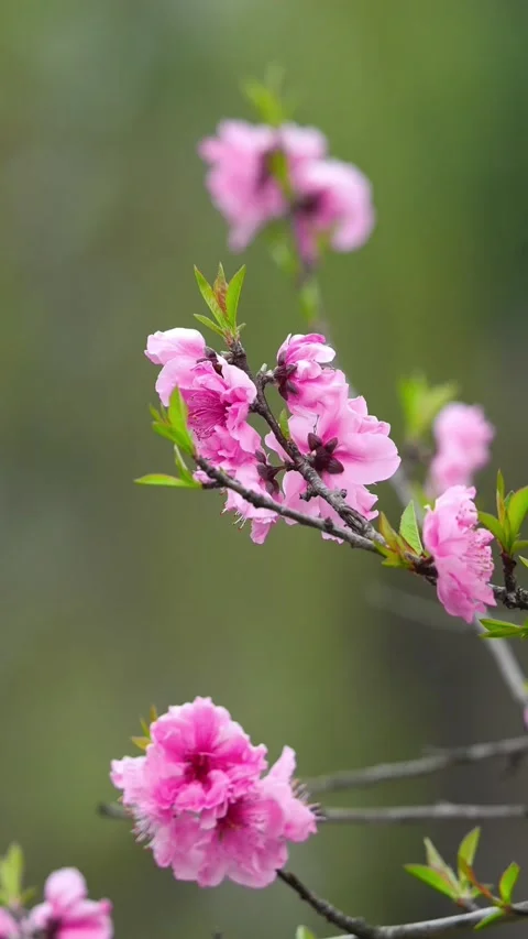 Vertical Micro Close-up of Three Pink Peach Blossoms Video stock 331425406