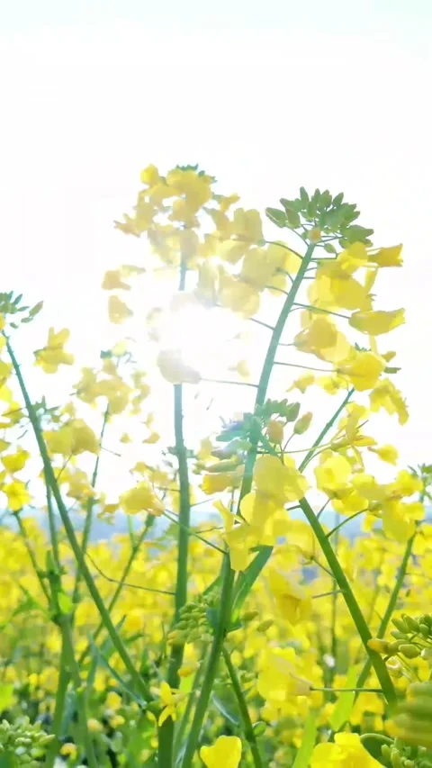 Vertical Micro View of Yellow Rapeseed Flower Center Stock Footage 331484880