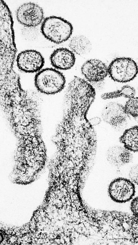 Vertical microscopic illustration of Hantavirus - Soft zoom in Stockbeeldmateriaal 334736710