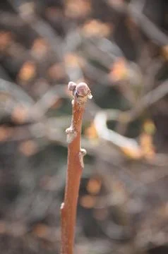 Vertical Minimalist Close-up of Emerging Tree Buds on Bare Branch Fotos de archivo