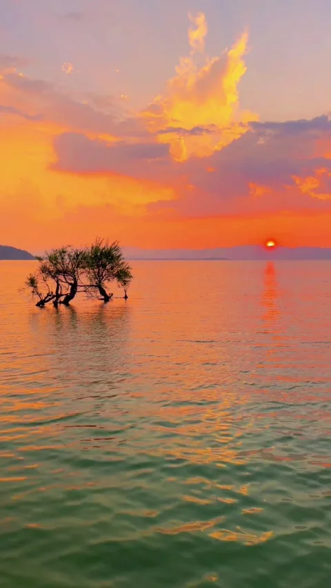 Vertical  Minimalist Lone Tree in Water with Giant Red Sun Stock-Footage 332474384