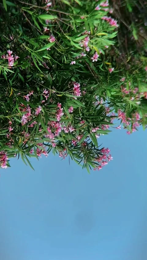 Vertical Minimalist Nature Background Pink Flowers 스톡 동영상 334761670