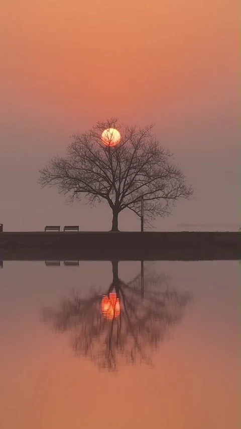 Vertical Minimalist Sun in Tree Reflection Sunrise Timelapse Stockbeeldmateriaal 332471297