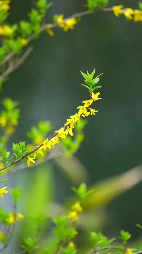 Vertical Minimalist Yellow Flower Branches Видео 333568232