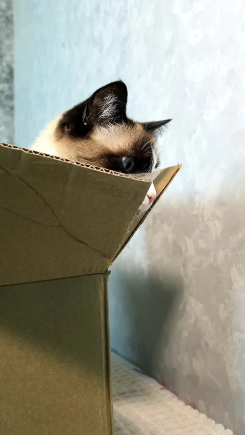 Vertical. Mischievous siamese cat peeks out from delivery box, paws gripping Stock Footage 314896960