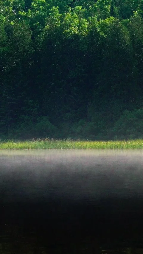 Vertical Misty River in Dense Forest Wilderness with Calm Water Flow Stock Footage 336279967