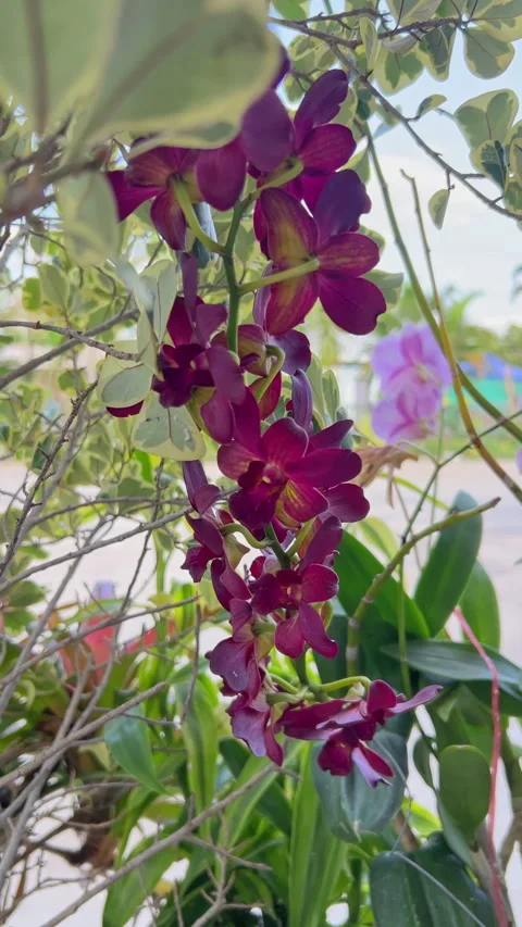 Vertical mobile video of maroon exotic orchid flower blooming in natural light Stock Footage 336202575