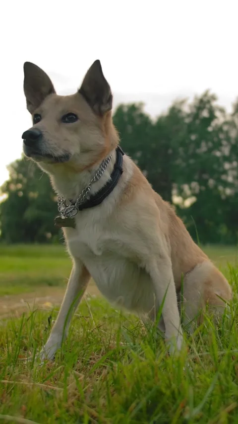Vertical of Mongrel dog collars with interest raise it's muzzle in park. Stock Footage 278469829