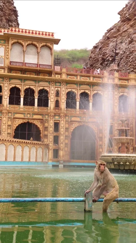 Vertical Monkey sitting on a pipe over Galtaji Temple pond Stock Footage 314213851