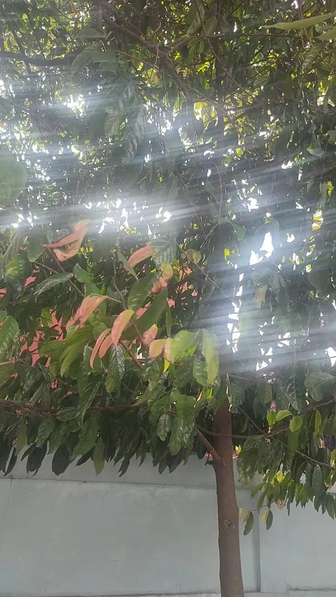 Vertical Morning Sunlight Through Windblown Leaves Stock Footage 339592823