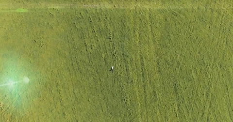 Vertical motion flight over businessman lying on fresh green meadow. Top view on Stock Footage