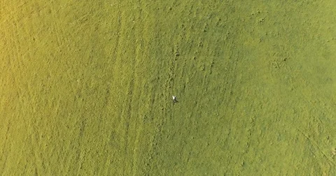 Vertical motion flight over businessman lying on fresh green meadow. Top view on Stock Footage 75045978