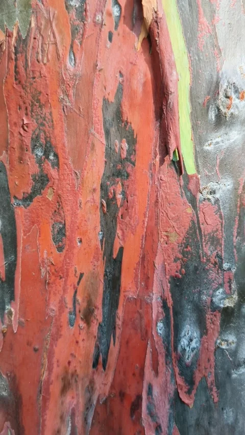 Vertical motion footage of the bark pattern of the Leda tree or Eucalyptus .. Stock Footage 294552231