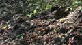 Vertical motion view in forest HD Footage