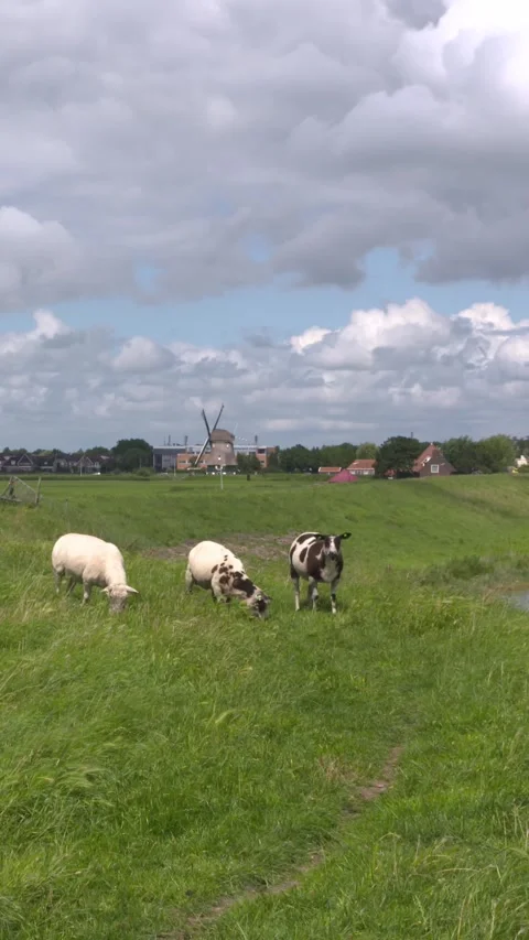 Vertical - Mottled sheep graze on a dike in The Netherlands Stock Footage 309172862