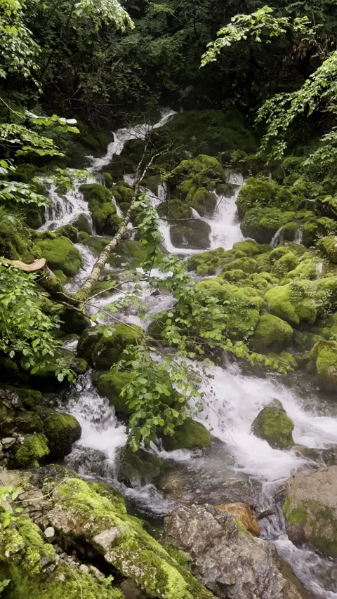 VERTICAL Mountain river spring with flows on rocks inside mysterious forest Stock Footage 296757806