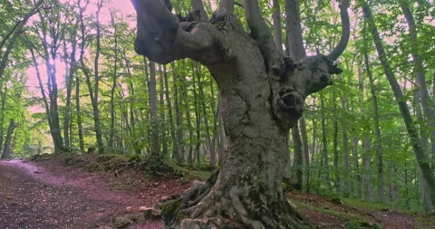 Vertical movement with drone around an old candlestick beech Stock Footage 214449561