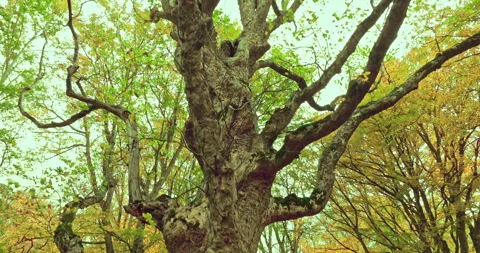 Vertical movement with drone around an old candlestick beech Stock Footage 268490910