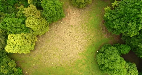 Vertical movement with drone of a clearing in the beech forest Stock Footage 214450483