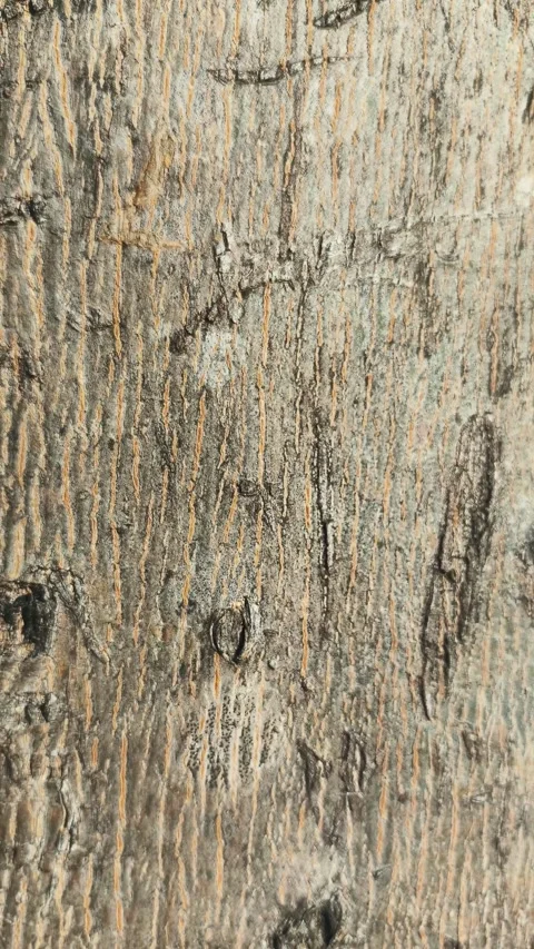 Vertical movement footage Light brown tree bark pattern with many scars. Ba.. Stock Footage 294552122