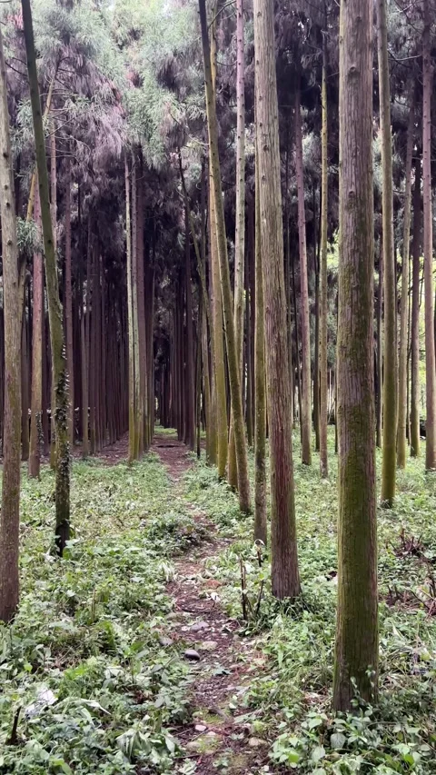 Vertical Moving Forward POV Shot Along Empty Pathway In Tall Pine Forest Stock-Footage 335257314