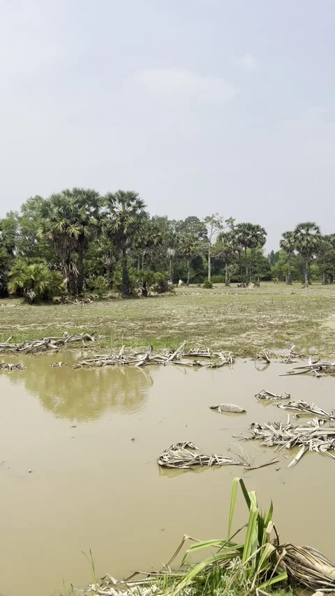 Vertical Moving Shot of Jungle River Along Temple Route in Cambodia Video stock 310738484