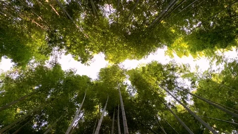 Vertical moving view of Arashiyama Bamboo Grove or Sagano Bamboo Forest, Kyoto 스톡 동영상 100767727