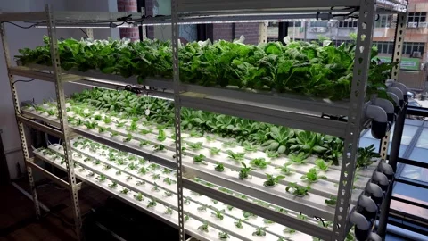 Vertical multi-level indoor hydroponic vegetable farming with led lighting in Stock Footage 281429677