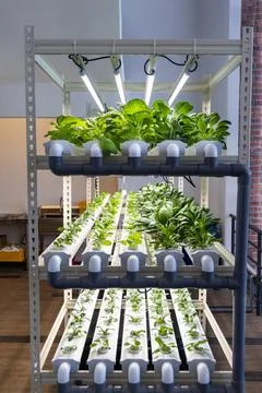 Vertical multi-level indoor hydroponic vegetable farming with led lighting in Stock Photos