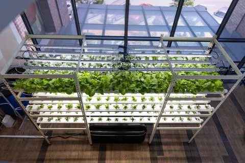 Vertical multi-level indoor hydroponic vegetable farming with led lighting in Stock Photos