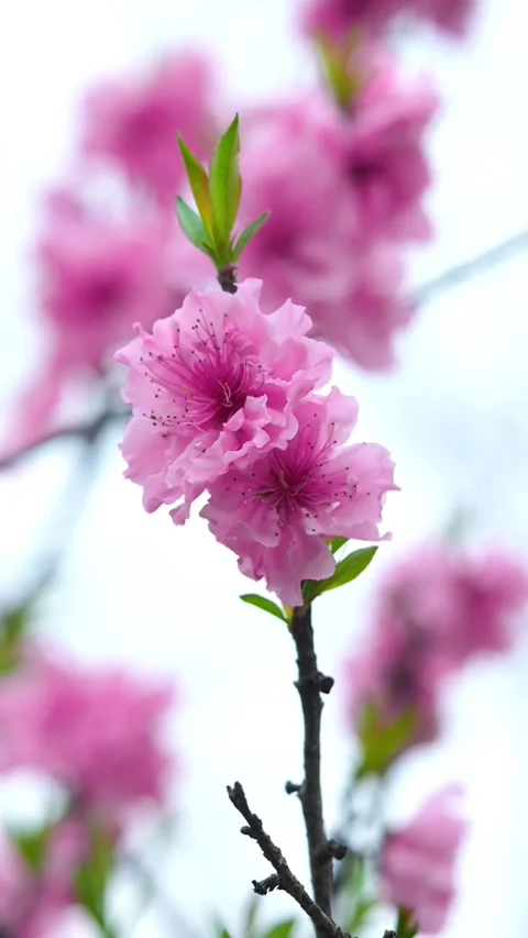 Vertical Multiple Pink Peach Blossoms with Layered Depth Video stock 331425866