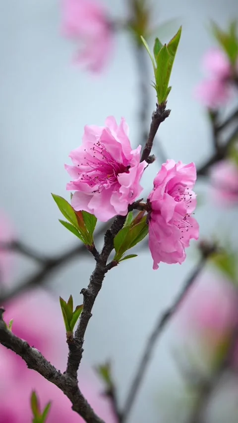 Vertical Multiple Pink Peach Blossoms with Layered Depth Stock Footage 331482284