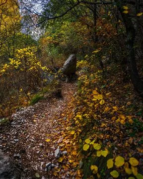 Vertical of a narrow path in a forest in the Blanc-Martel trail in La Palud-sur- Foto stock