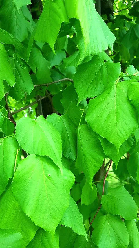 Vertical Natural background. Stock Footage 274906280