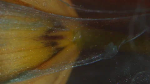 Vertical nature flower petals drip tulip paint Stock-Footage 341836622