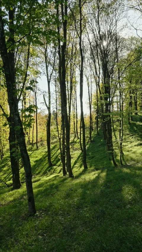Vertical nature Stock Footage 336498620