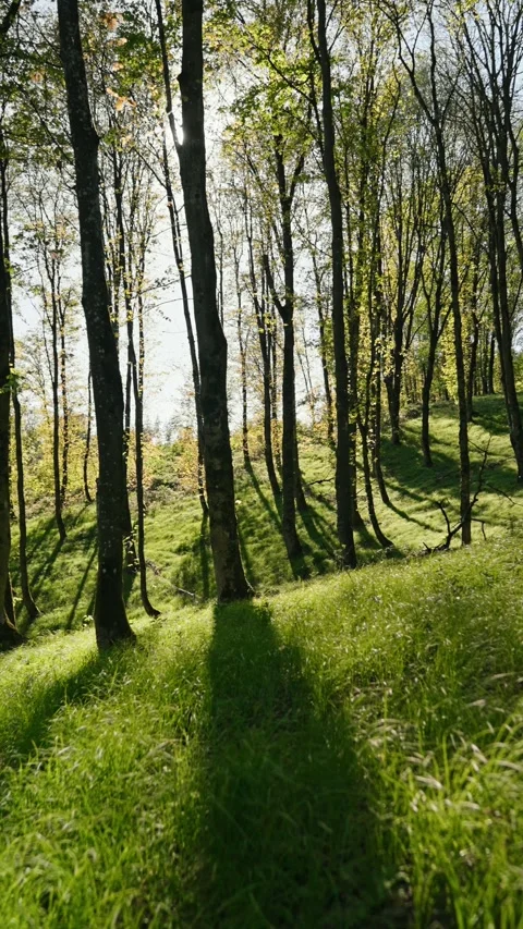 Vertical nature Video stock 336498643