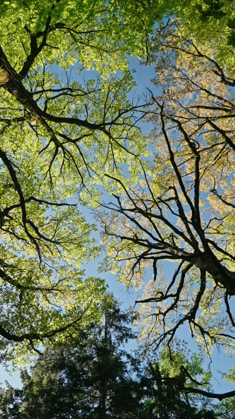 Vertical nature Video stock 336498904