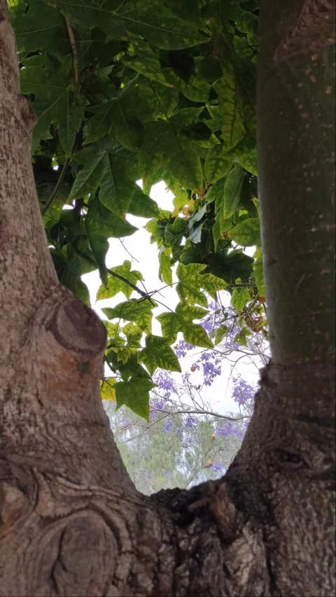 Vertical Nature Frame: Lush Green Leaves Through Tree Trunk - 4K Video stock 334801126