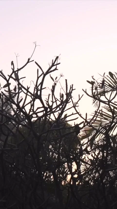 Vertical Nature Shots Featuring Silhouettes of Plants and Trees at Sunset 動画素材 337452975