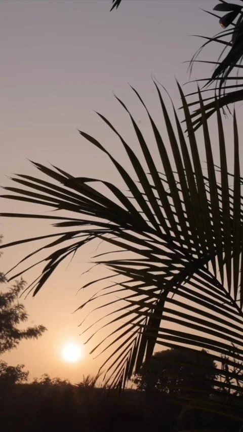 Vertical Nature Shots Featuring Silhouettes of Plants and Trees at Sunset Stock Footage 337452983