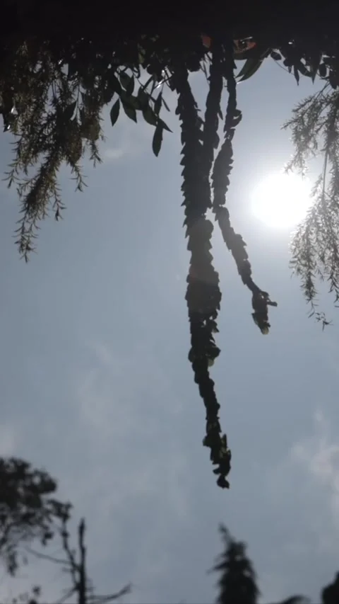 Vertical Nature Shots Featuring Silhouettes of Plants and Trees at Sunset 動画素材 337452989
