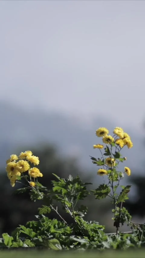 Vertical Nature Shots Featuring Silhouettes of Plants and Trees at Sunset Stockbeeldmateriaal 337452992