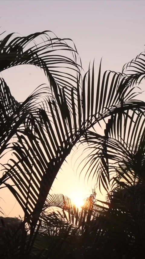 Vertical Nature Shots Featuring Silhouettes of Plants and Trees at Sunset Stock-Footage 337453004