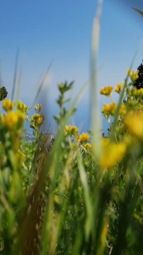 Vertical nature video Video stock 157827281