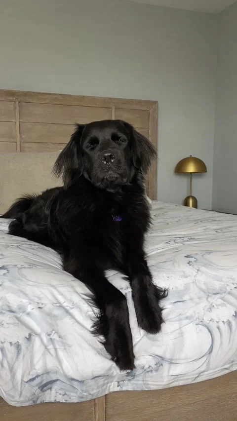 Vertical-newfoundland-dog-bed Stock Footage 263510480